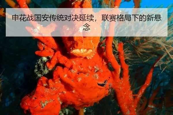 申花战国安传统对决延续，联赛格局下的新悬念